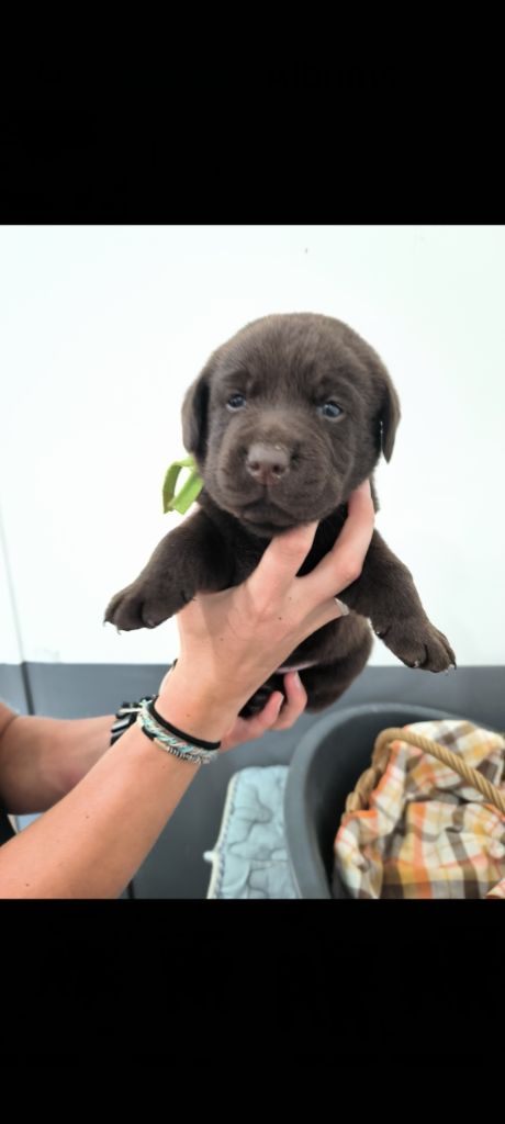 du Haras des Ifs - Chiot disponible  - Labrador Retriever