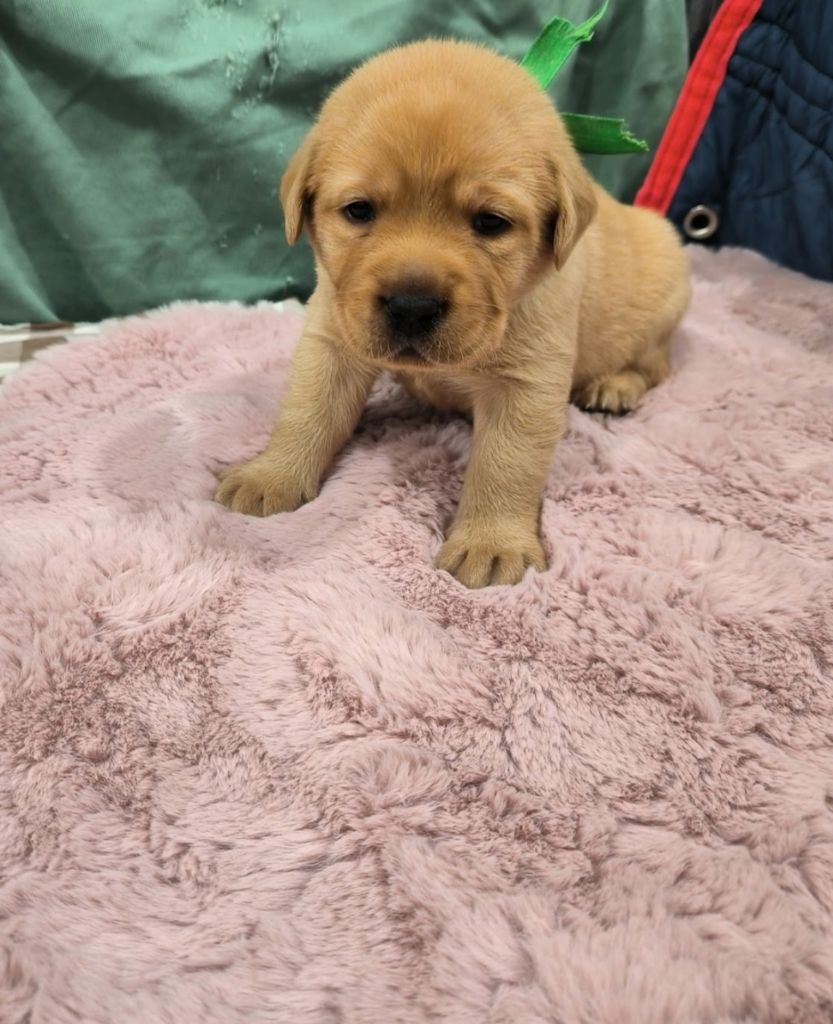 du Haras des Ifs - Chiot disponible  - Labrador Retriever