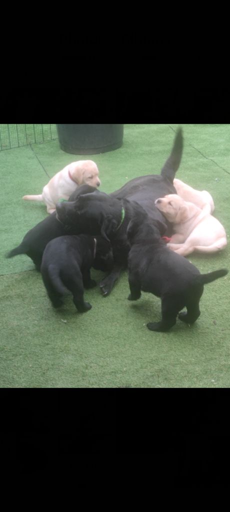 chiot Labrador Retriever du Haras des Ifs