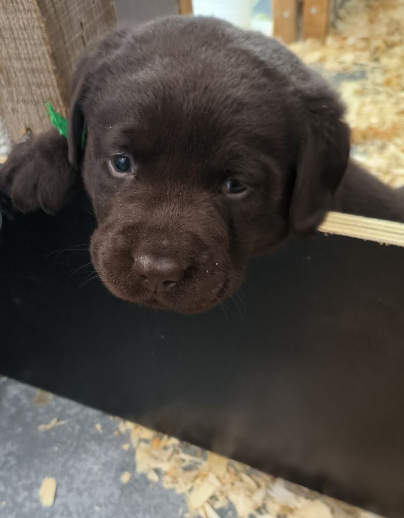 du Haras des Ifs - Chiot disponible  - Labrador Retriever