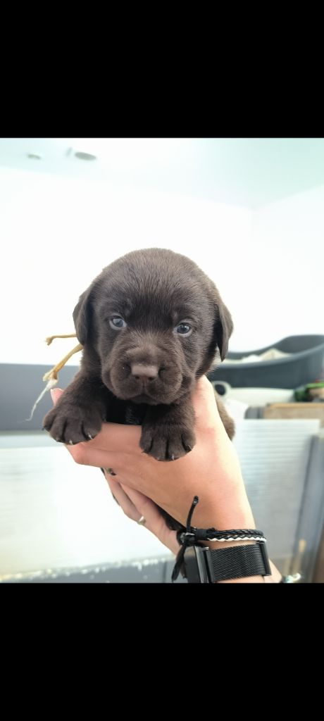 du Haras des Ifs - Chiot disponible  - Labrador Retriever