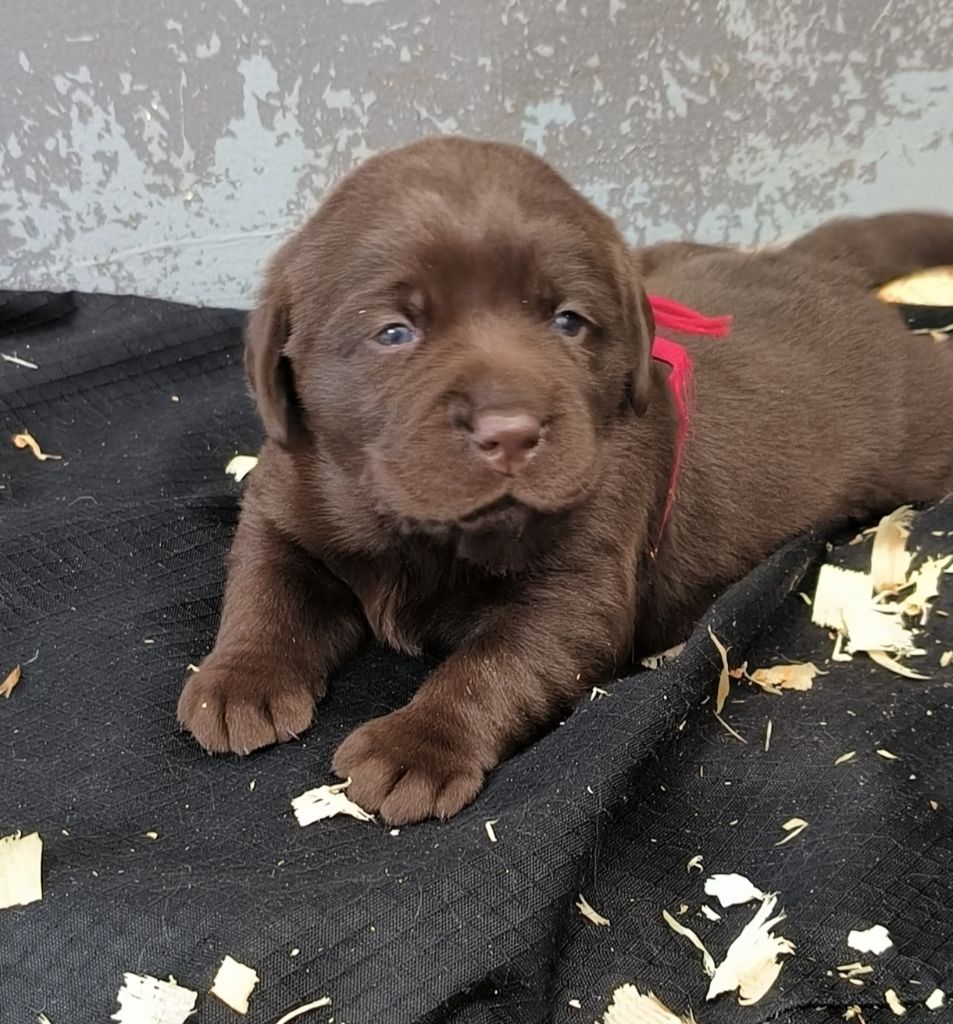 du Haras des Ifs - Chiot disponible  - Labrador Retriever