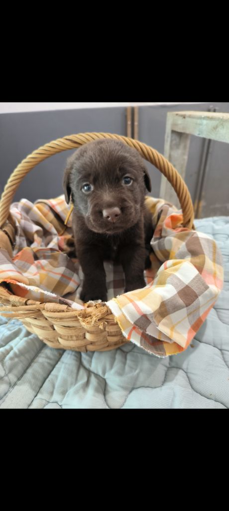 du Haras des Ifs - Chiot disponible  - Labrador Retriever