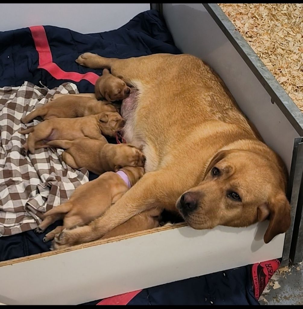 chiot Labrador Retriever du Haras des Ifs