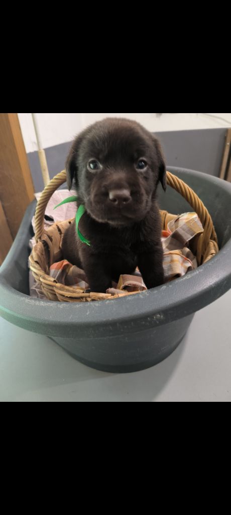 du Haras des Ifs - Chiot disponible  - Labrador Retriever