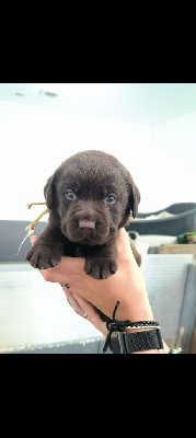 du Haras des Ifs - Labrador Retriever - Portée née le 09/08/2024