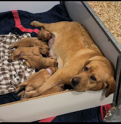 du Haras des Ifs - Labrador Retriever - Portée née le 07/12/2024