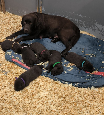 du Haras des Ifs - Labrador Retriever - Portée née le 11/06/2024