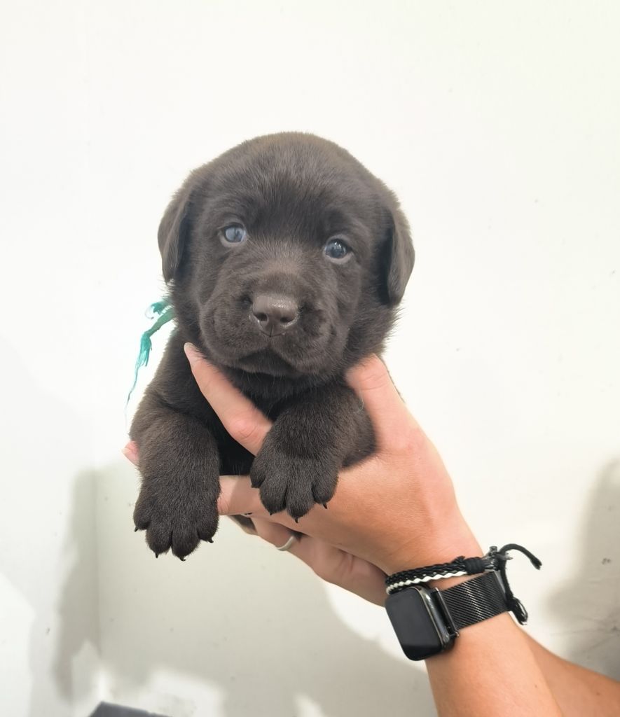 du Haras des Ifs - Chiot disponible  - Labrador Retriever