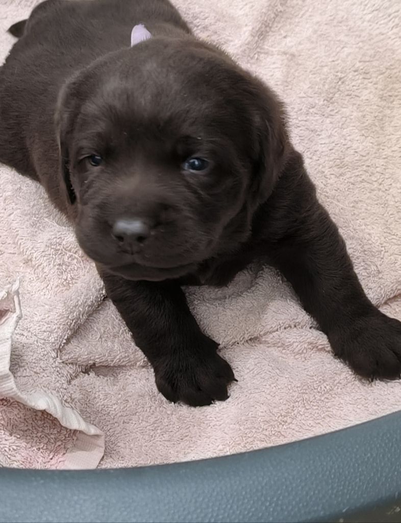 du Haras des Ifs - Chiot disponible  - Labrador Retriever