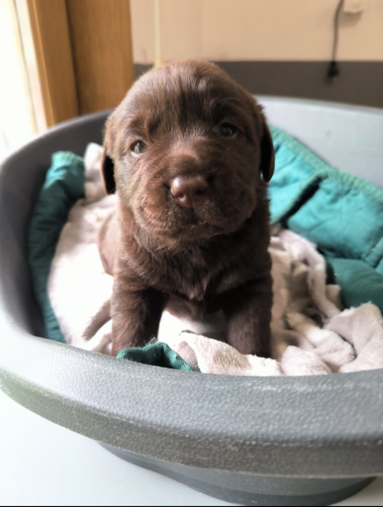 du Haras des Ifs - Chiot disponible  - Labrador Retriever