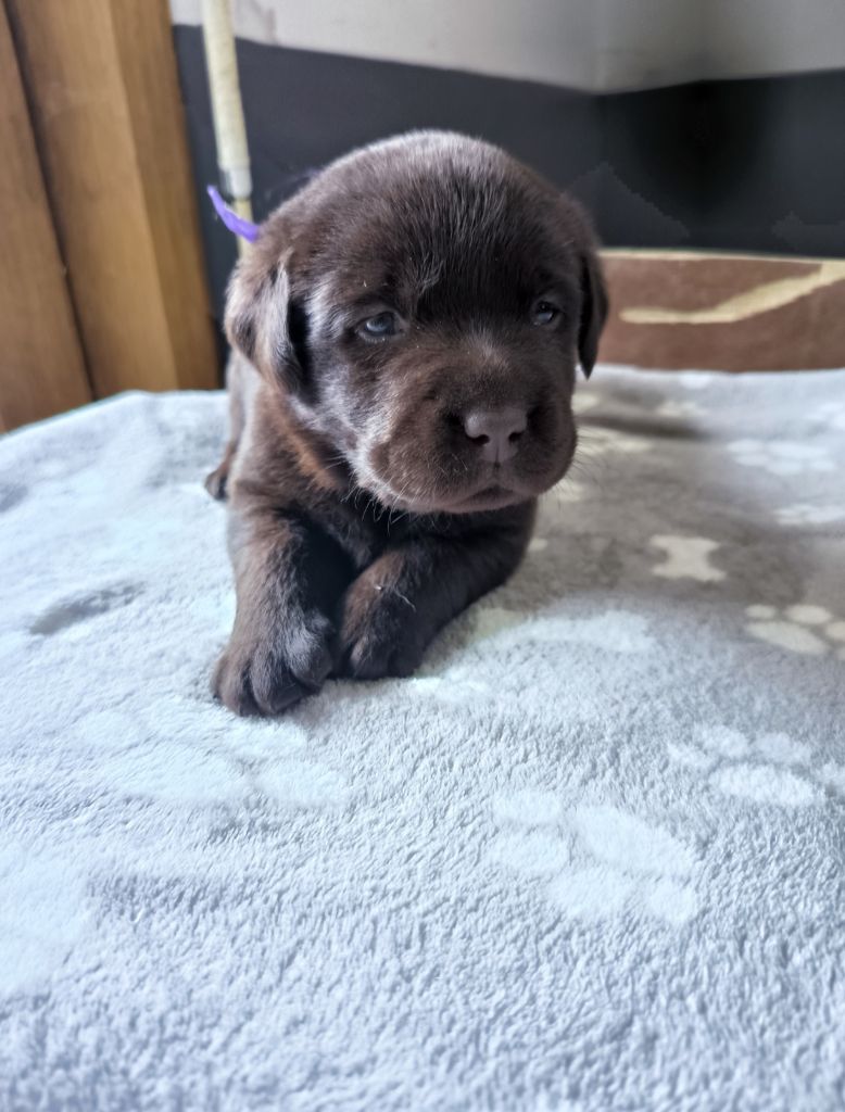 du Haras des Ifs - Chiot disponible  - Labrador Retriever