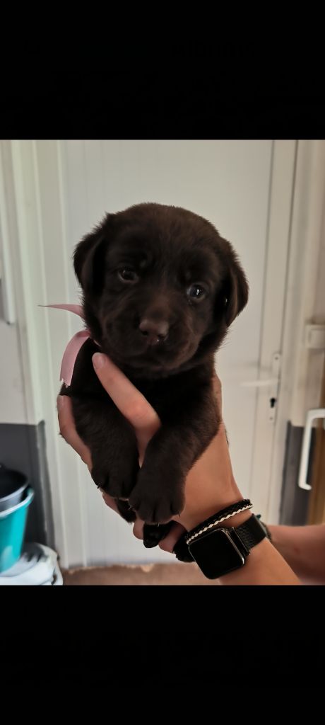 du Haras des Ifs - Chiot disponible  - Labrador Retriever