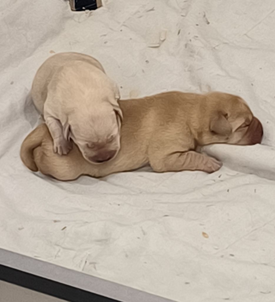 du Haras des Ifs - Chiot disponible  - Labrador Retriever