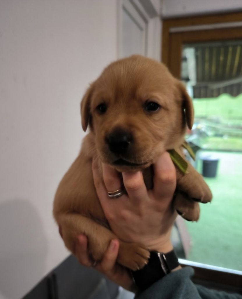 du Haras des Ifs - Chiot disponible  - Labrador Retriever