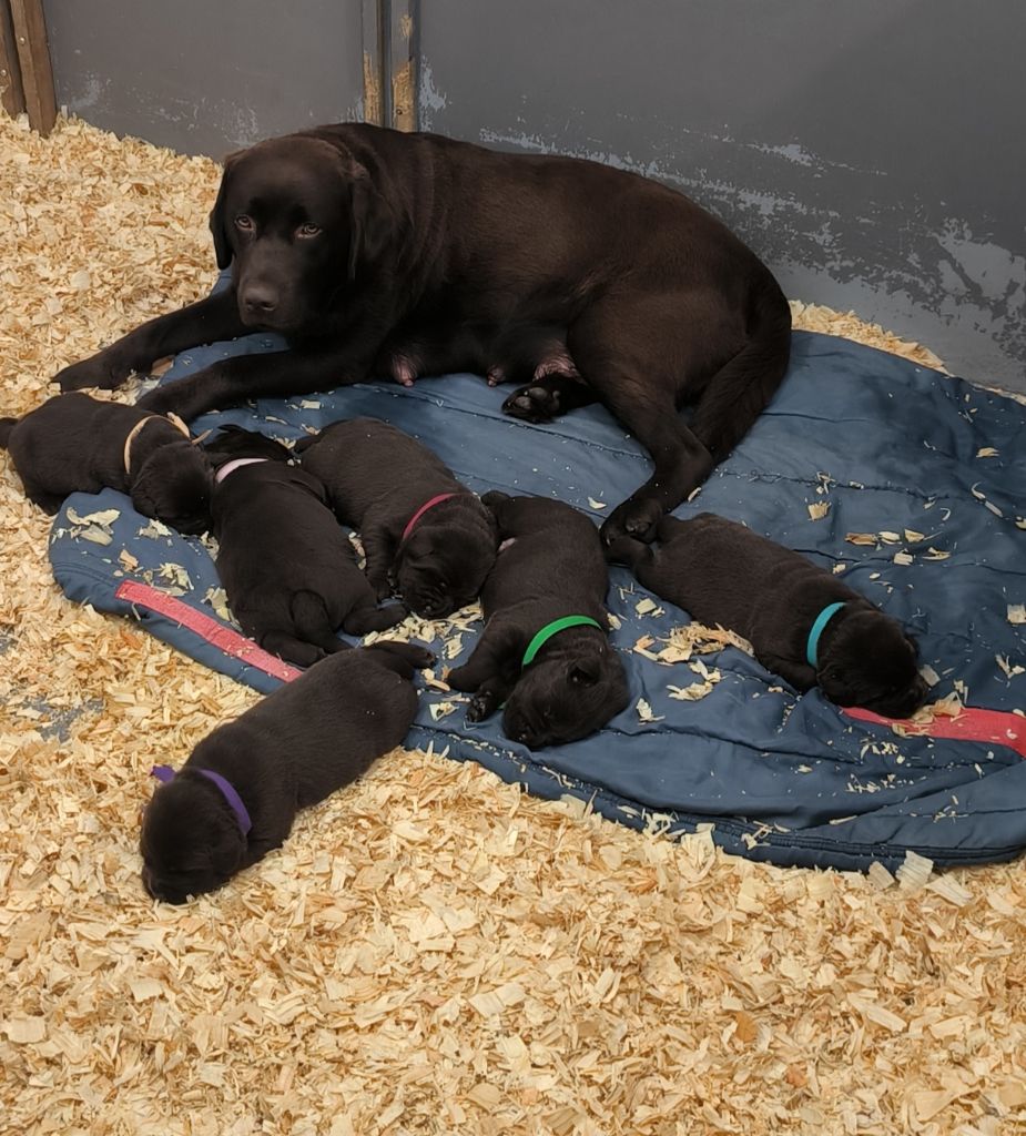 chiot Labrador Retriever du Haras des Ifs