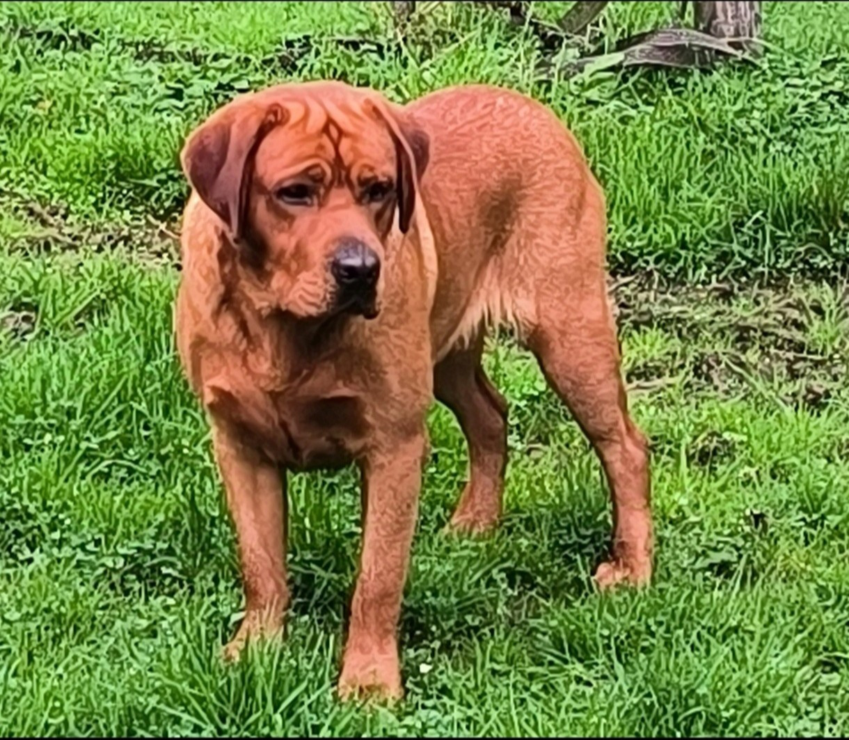 El nino od himalajskeho cedru
