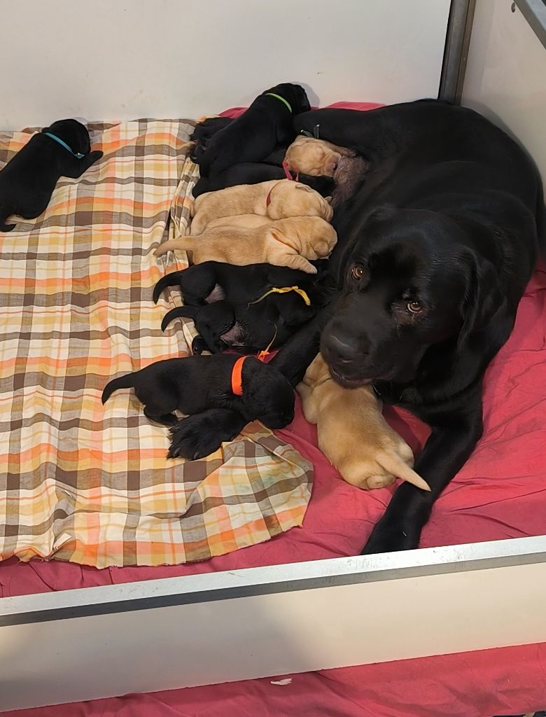 Tess du Haras des Ifs