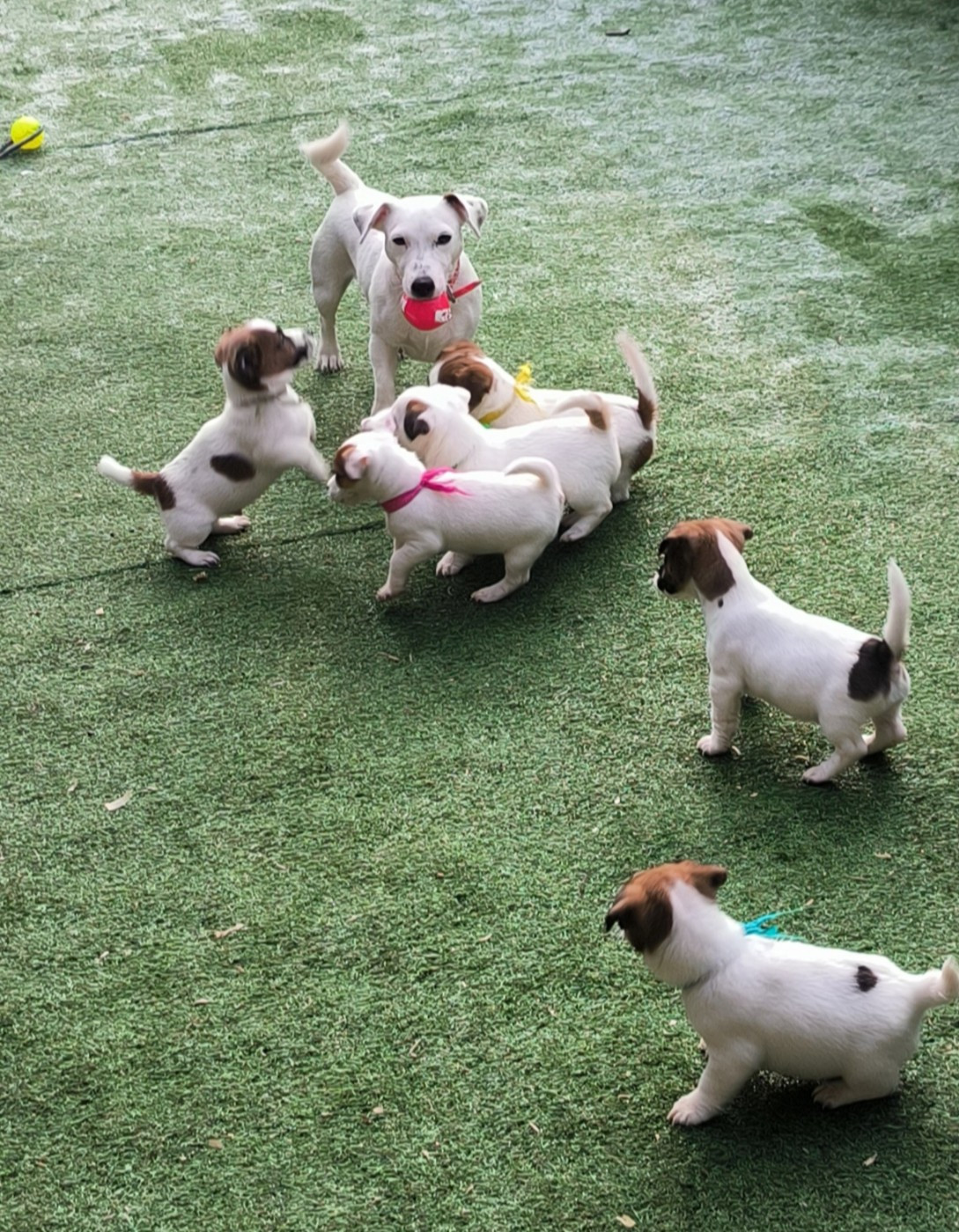 Uguette du Haras des Ifs