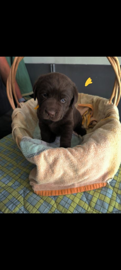 du Haras des Ifs - Chiots disponibles - Labrador Retriever