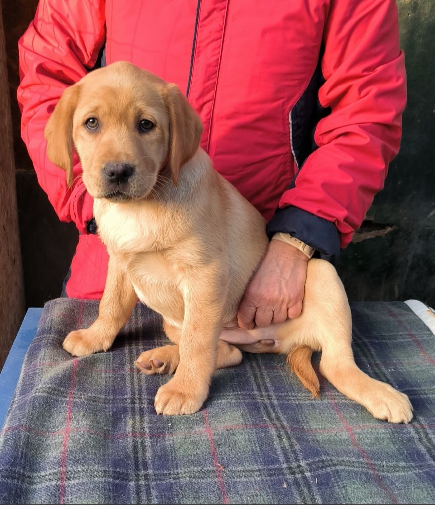 du Haras des Ifs - Chiots disponibles - Labrador Retriever