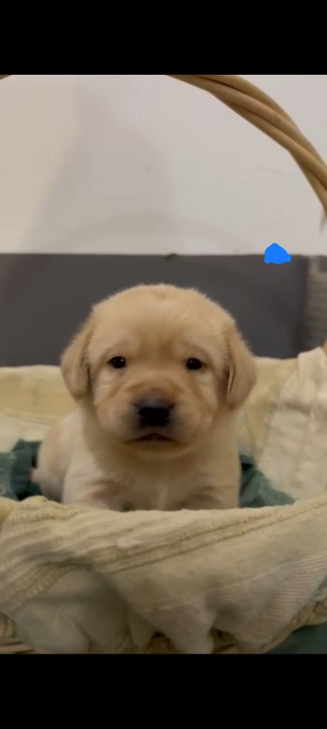 du Haras des Ifs - Chiots disponibles - Labrador Retriever