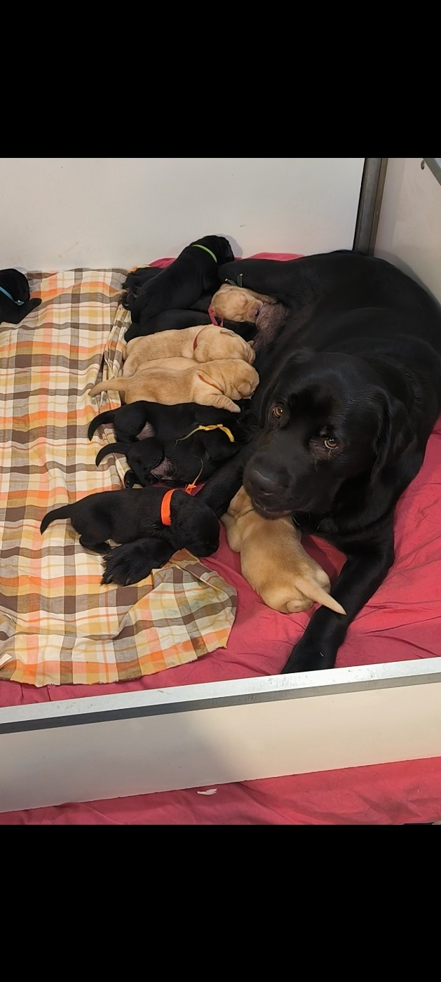 du Haras des Ifs - Labrador Retriever - Portée née le 30/10/2025