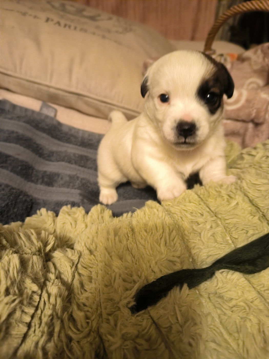 du Haras des Ifs - Chiots disponibles - Jack Russell Terrier