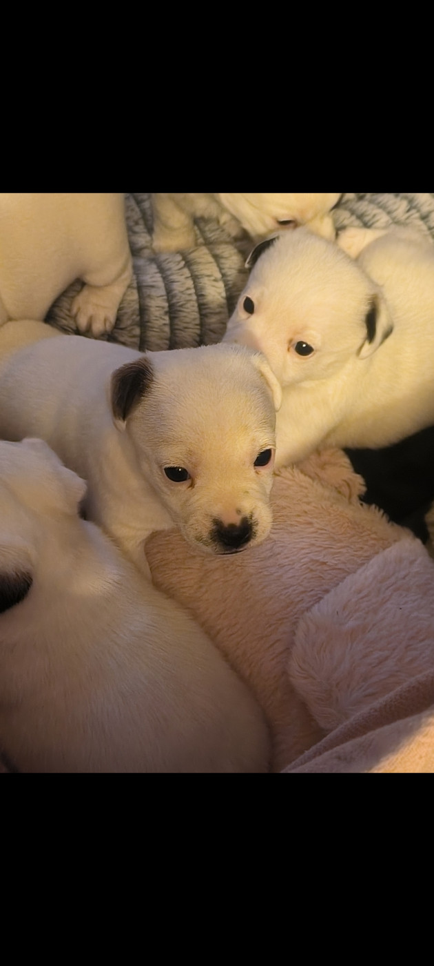 du Haras des Ifs - Chiots disponibles - Jack Russell Terrier