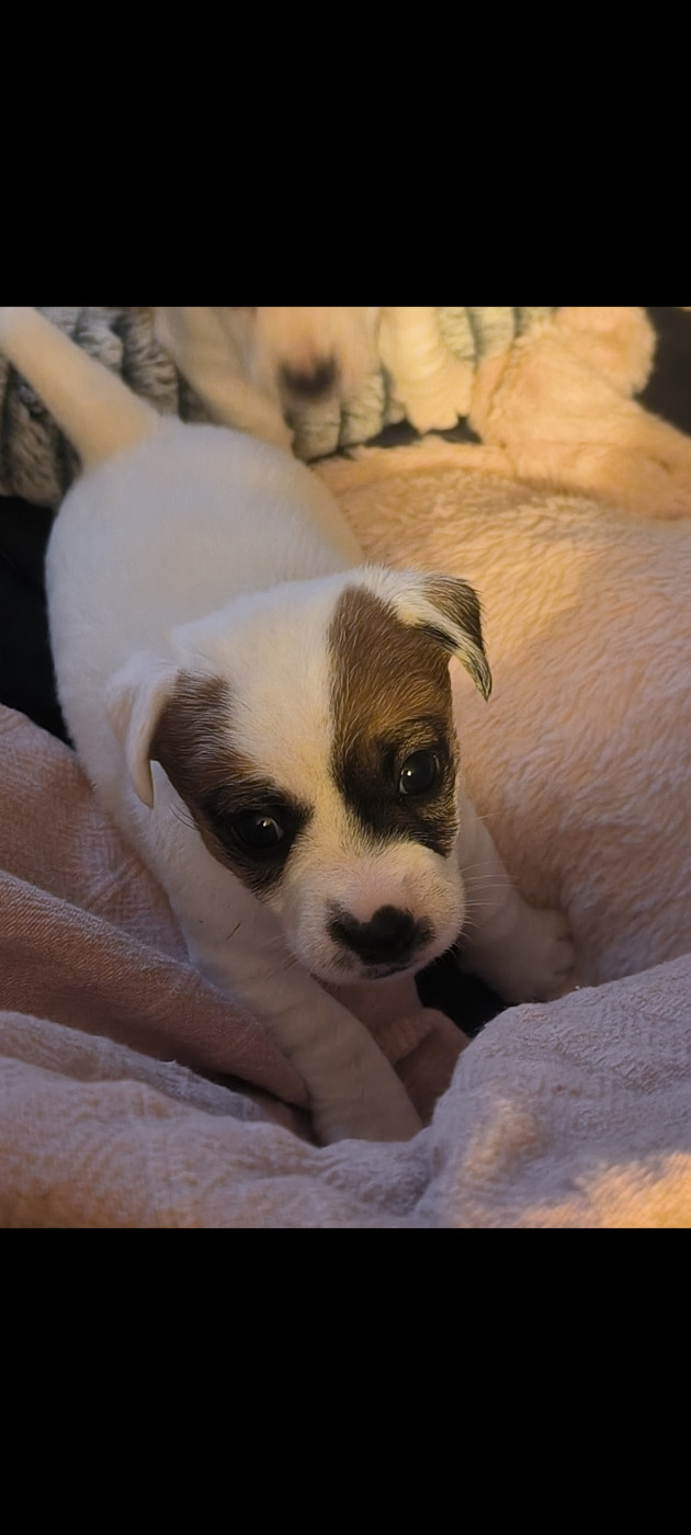 du Haras des Ifs - Chiots disponibles - Jack Russell Terrier