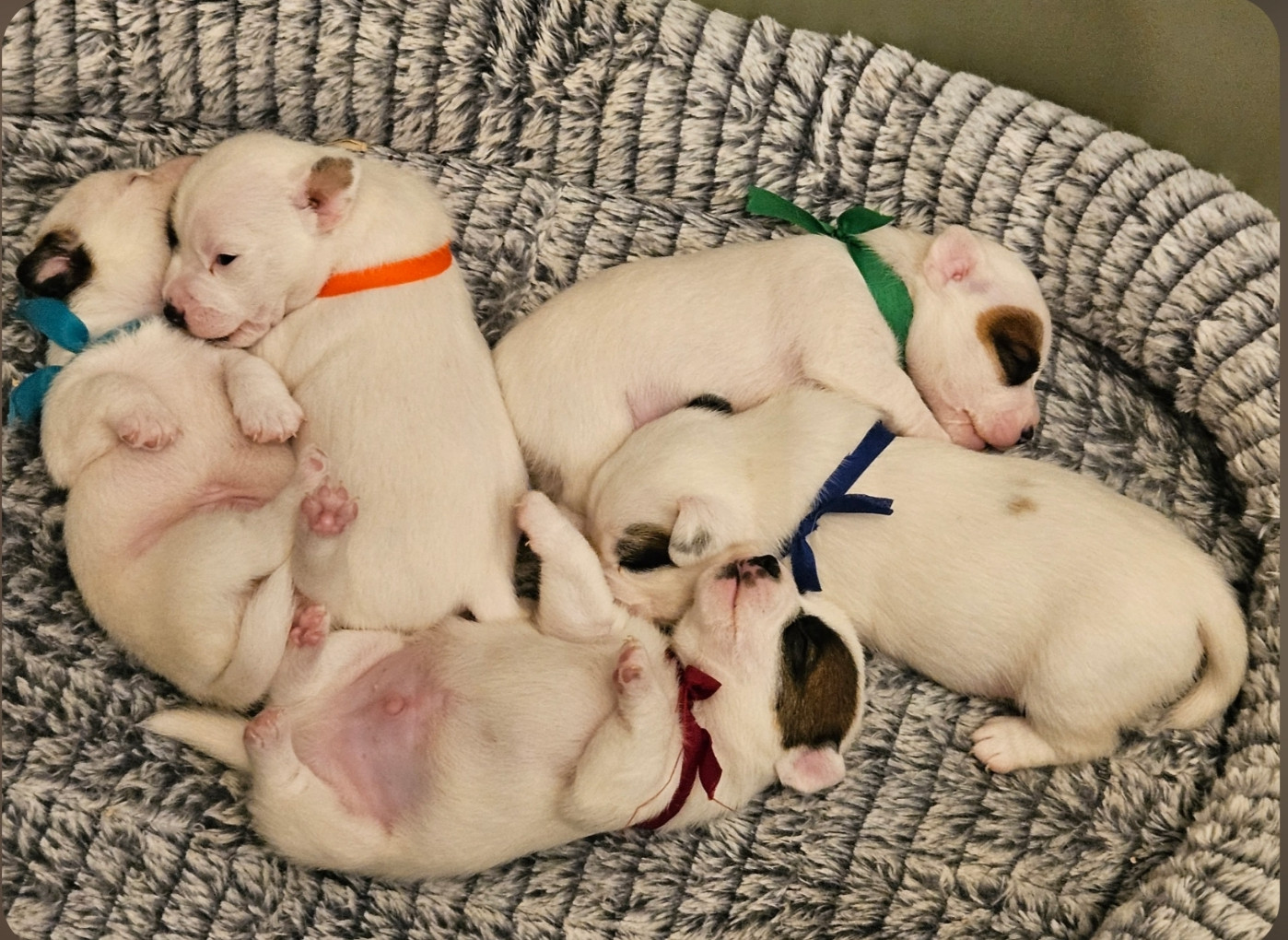 Chiot Jack Russell Terrier du Haras des Ifs