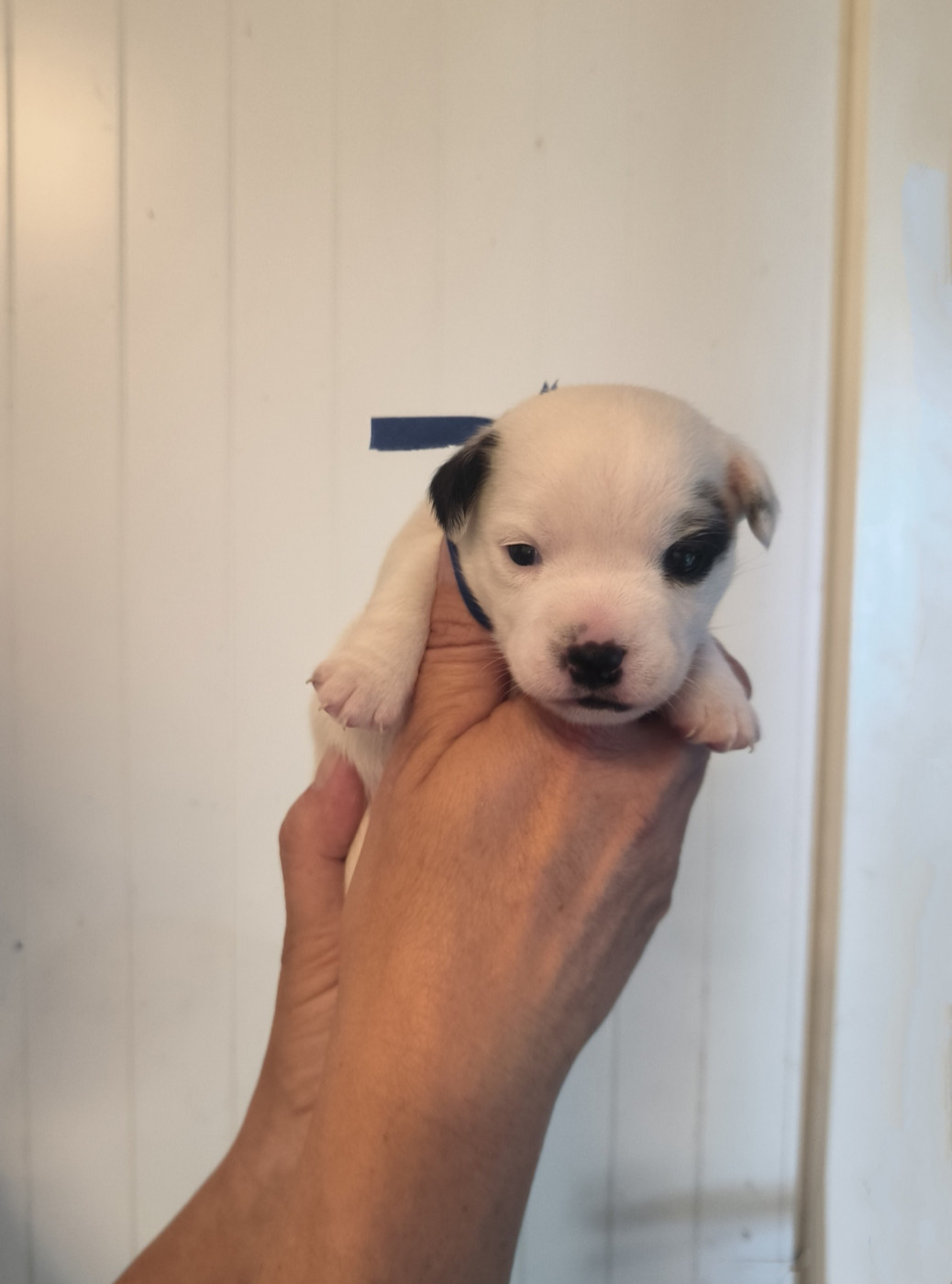 du Haras des Ifs - Chiots disponibles - Jack Russell Terrier