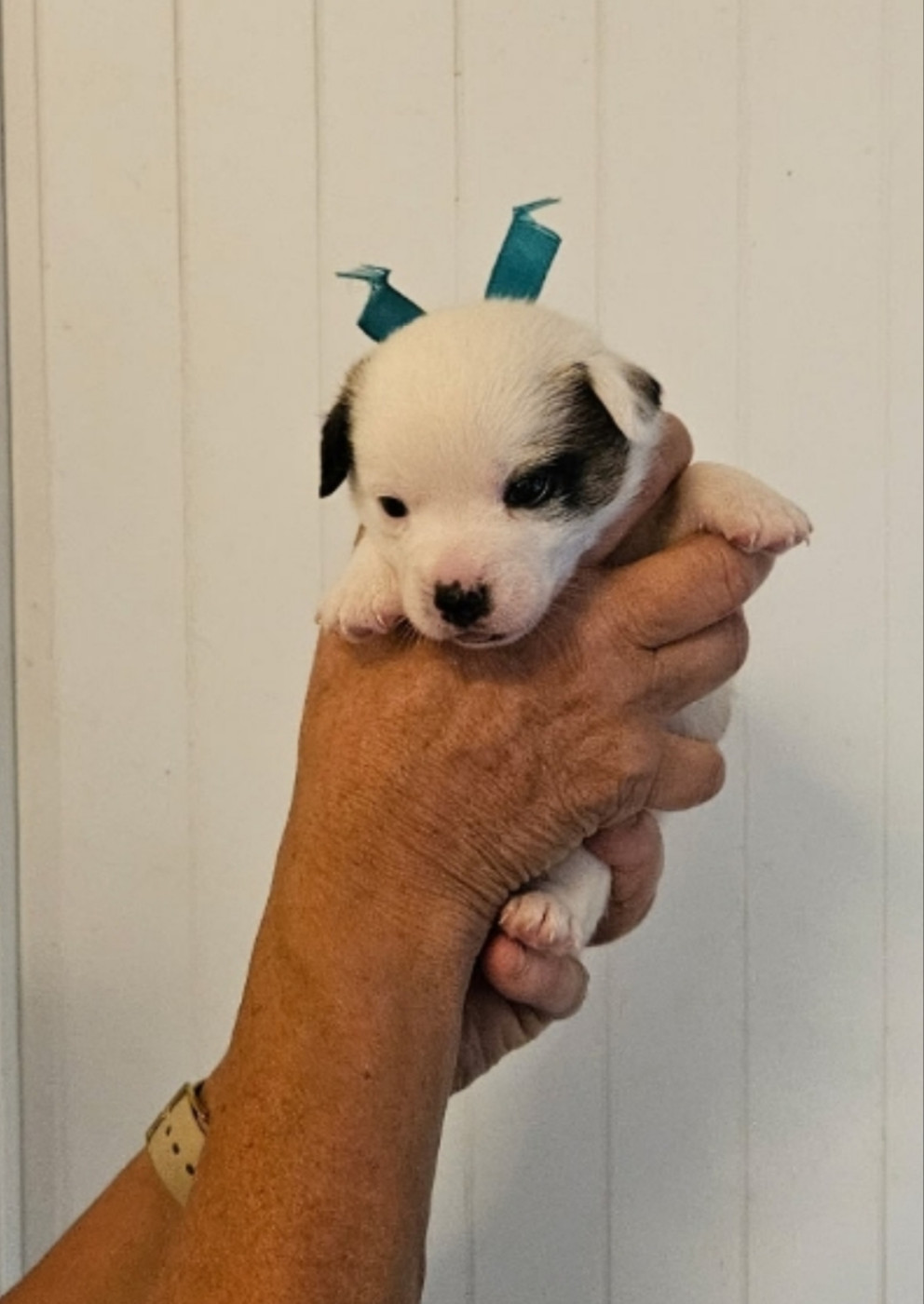 du Haras des Ifs - Chiots disponibles - Jack Russell Terrier