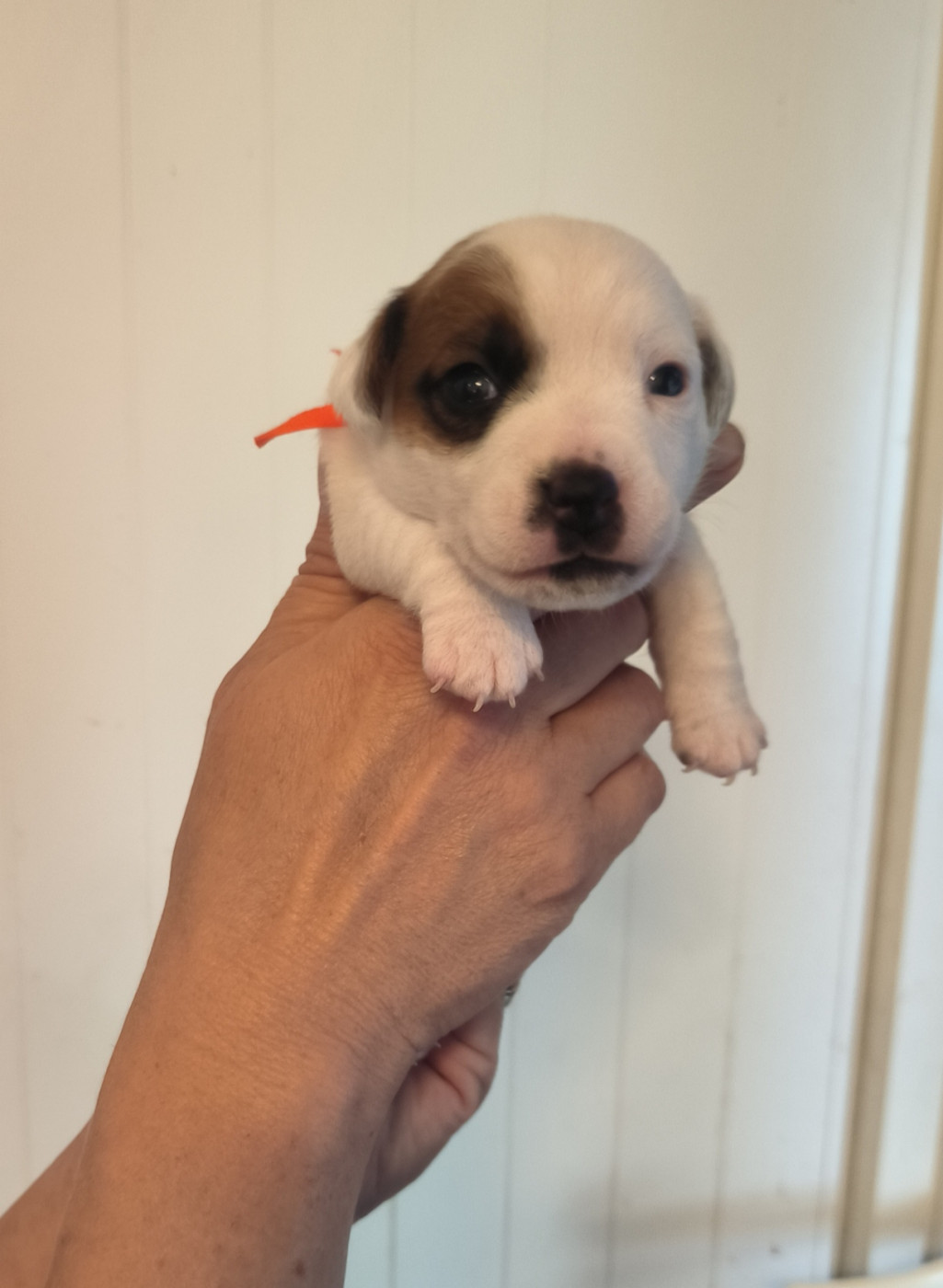 du Haras des Ifs - Chiots disponibles - Jack Russell Terrier
