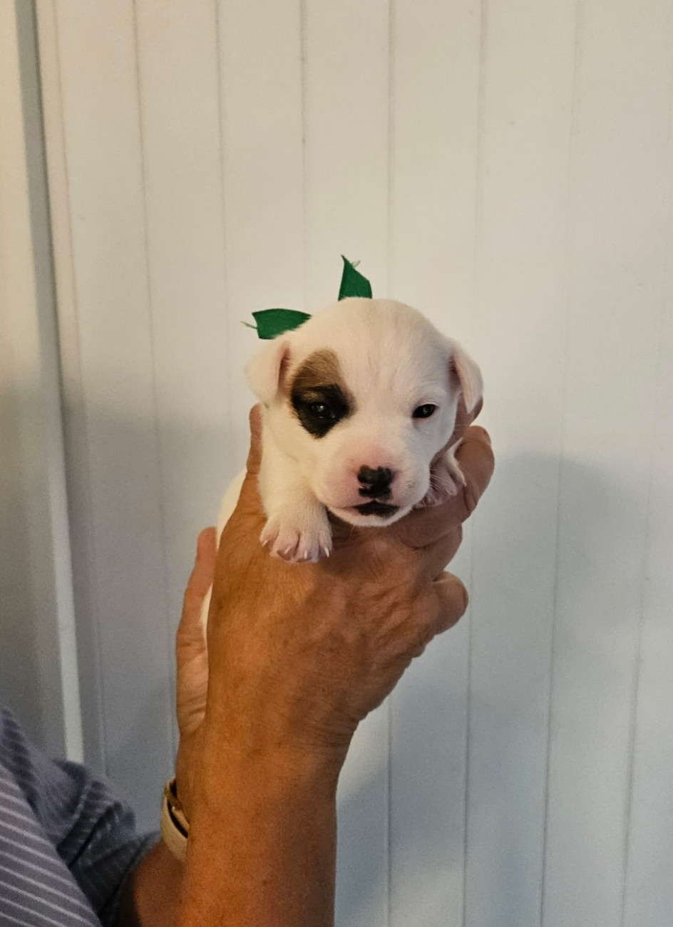 du Haras des Ifs - Chiots disponibles - Jack Russell Terrier