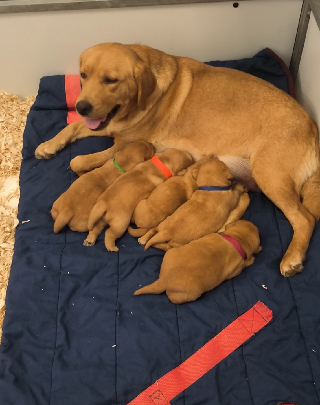 Chiot Labrador Retriever du Haras des Ifs