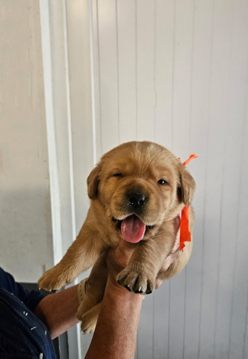 du Haras des Ifs - Chiots disponibles - Labrador Retriever