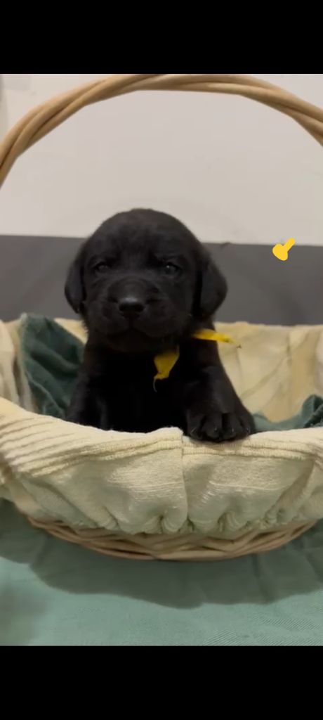 du Haras des Ifs - Chiots disponibles - Labrador Retriever