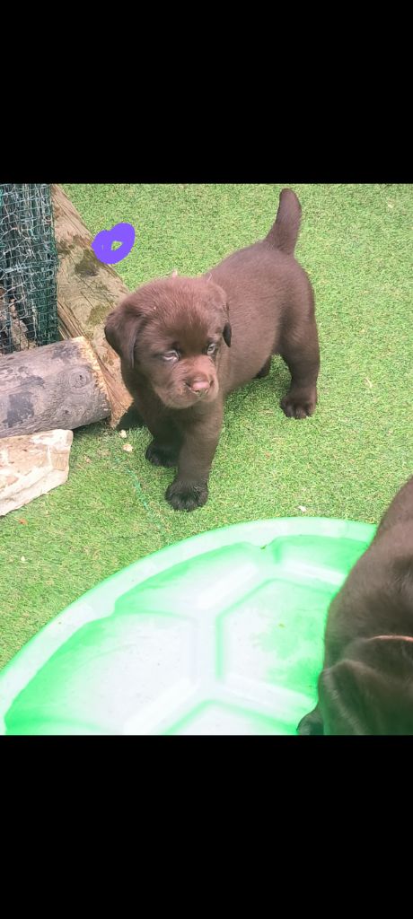 du Haras des Ifs - Chiots disponibles - Labrador Retriever