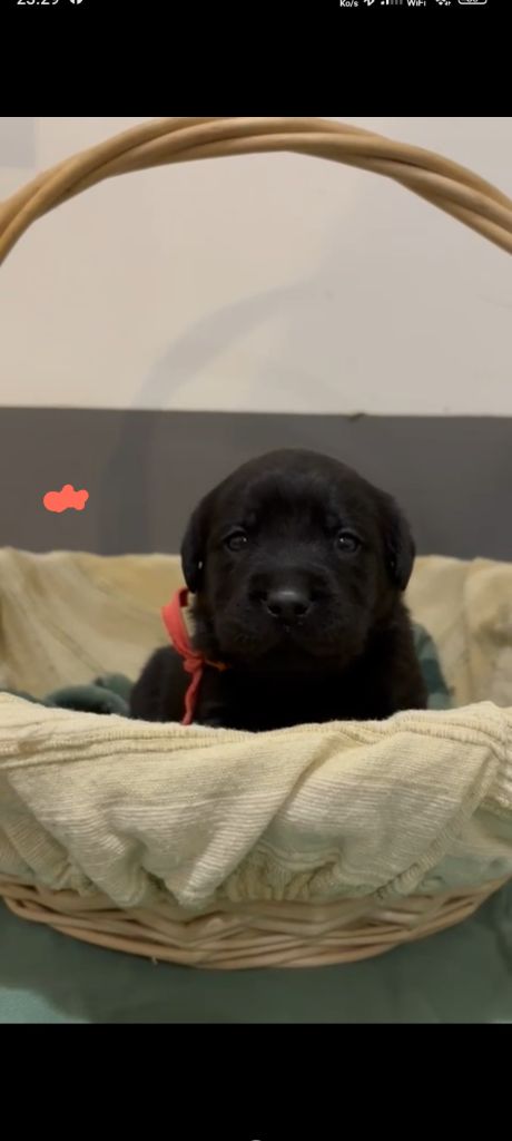 du Haras des Ifs - Chiots disponibles - Labrador Retriever