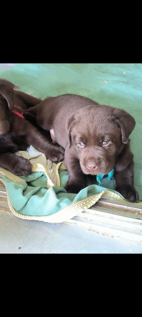 du Haras des Ifs - Chiots disponibles - Labrador Retriever