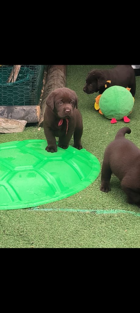 du Haras des Ifs - Chiots disponibles - Labrador Retriever