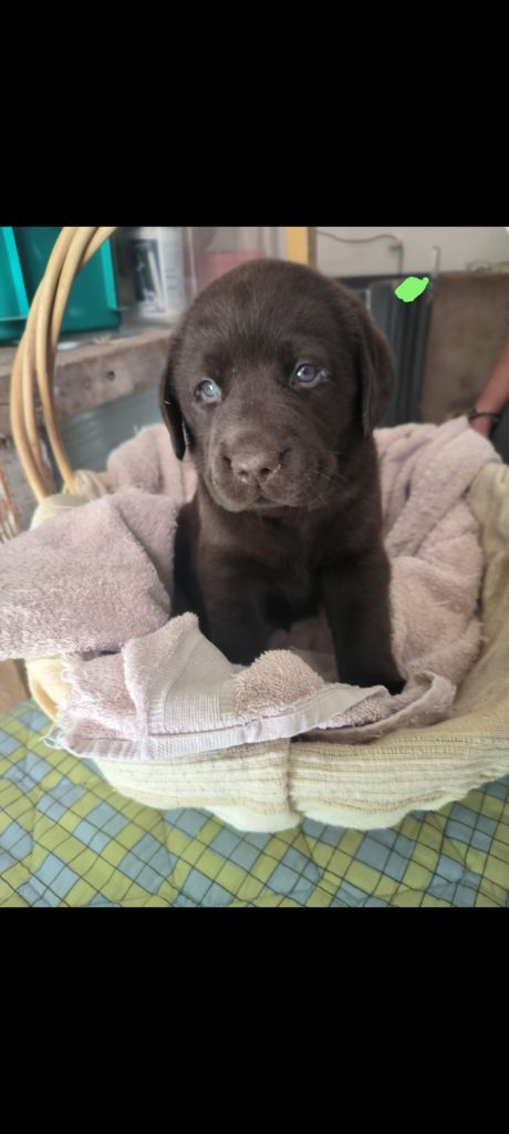 du Haras des Ifs - Chiots disponibles - Labrador Retriever