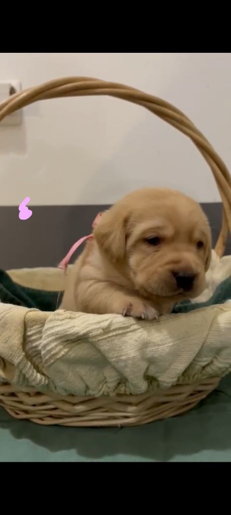 du Haras des Ifs - Chiots disponibles - Labrador Retriever