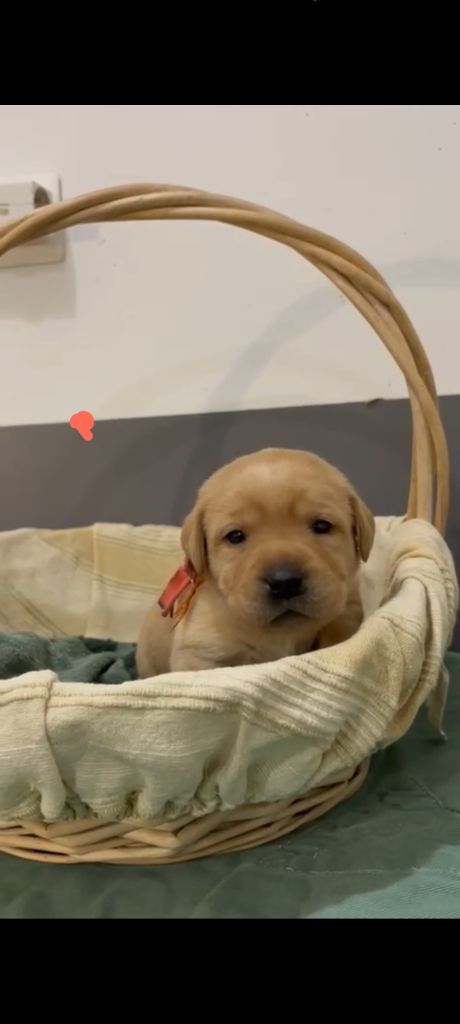 du Haras des Ifs - Chiots disponibles - Labrador Retriever