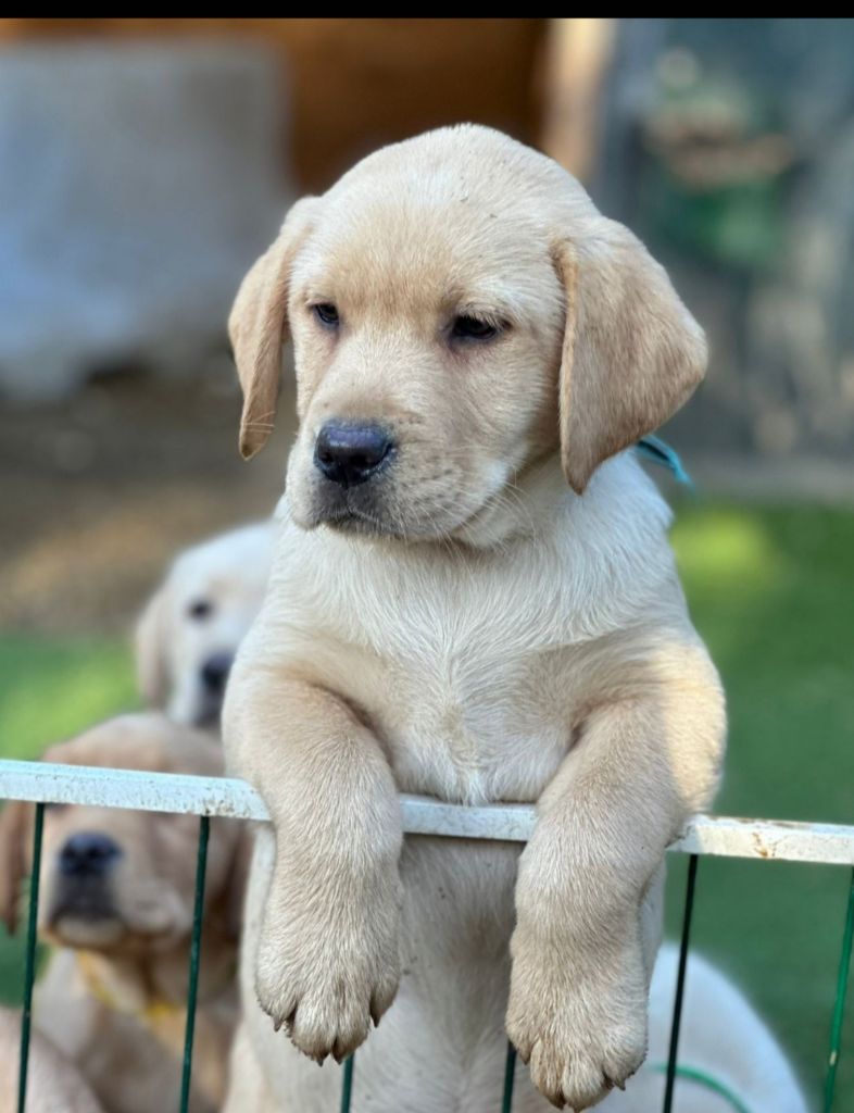 du Haras des Ifs - Chiots disponibles - Labrador Retriever