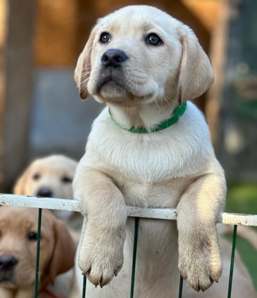 du Haras des Ifs - Chiots disponibles - Labrador Retriever