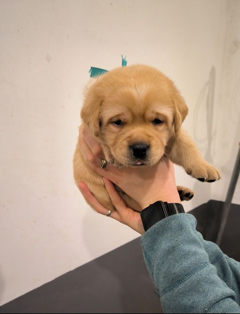 du Haras des Ifs - Chiots disponibles - Labrador Retriever