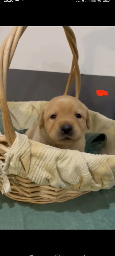 du Haras des Ifs - Chiots disponibles - Labrador Retriever