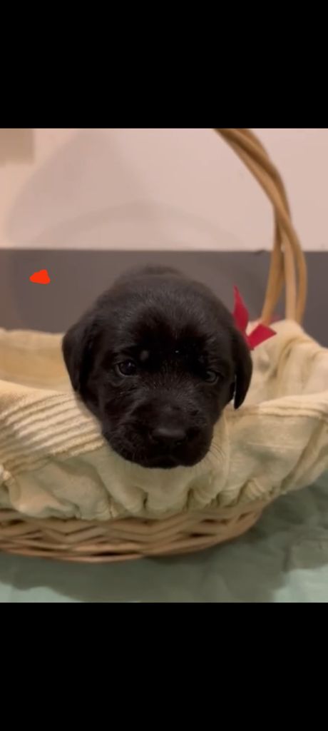 du Haras des Ifs - Chiots disponibles - Labrador Retriever